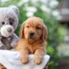 Image of Everest, a Golden Retriever puppy