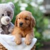 Image of Everest, a Golden Retriever puppy