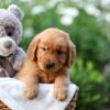 Image of Everest, a Golden Retriever puppy