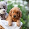 Image of Everest, a Golden Retriever puppy