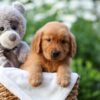 Image of Everest, a Golden Retriever puppy