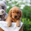Image of Everest, a Golden Retriever puppy