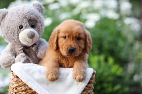 Image of Everest, a Golden Retriever puppy