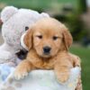 Image of Gabby, a Golden Retriever puppy