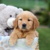 Image of Gabby, a Golden Retriever puppy