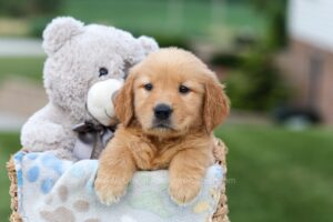 Image of Gabby, a Golden Retriever puppy