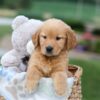 Image of Gabby, a Golden Retriever puppy