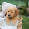 Image of Gabby, a Golden Retriever puppy