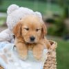 Image of Gabby, a Golden Retriever puppy