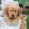 Image of Gabby, a Golden Retriever puppy