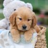 Image of Gabby, a Golden Retriever puppy