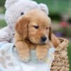 Image of Gabby, a Golden Retriever puppy