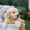 Image of Gabe, a Golden Retriever puppy