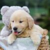 Image of Gabe, a Golden Retriever puppy