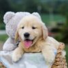 Image of Gabe, a Golden Retriever puppy