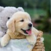 Image of Gabe, a Golden Retriever puppy