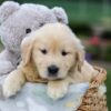 Image of Gabe, a Golden Retriever puppy