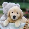Image of Gabe, a Golden Retriever puppy