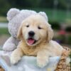 Image of Gabe, a Golden Retriever puppy