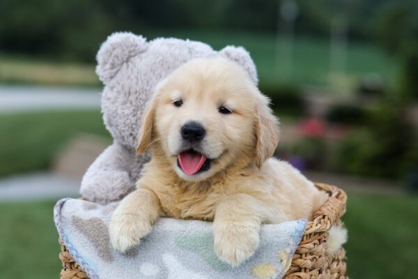 Image of Gabe, a Golden Retriever puppy