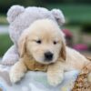 Image of Gabe, a Golden Retriever puppy
