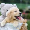 Image of Gabe, a Golden Retriever puppy