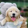 Image of Gabe, a Golden Retriever puppy