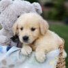 Image of Gemma, a Golden Retriever puppy