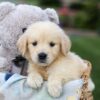 Image of Gemma, a Golden Retriever puppy