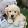 Image of Gemma, a Golden Retriever puppy