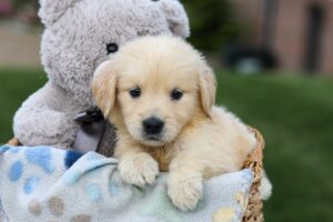 Image of Gemma, a Golden Retriever puppy