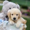 Image of Gemma, a Golden Retriever puppy