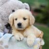 Image of Gemma, a Golden Retriever puppy