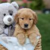 Image of Gloria, a Golden Retriever puppy