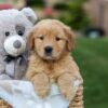 Image of Gloria, a Golden Retriever puppy