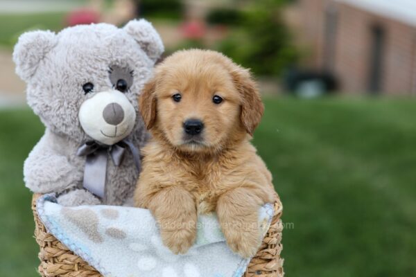 Image of Gloria, a Golden Retriever puppy