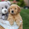 Image of Gloria, a Golden Retriever puppy