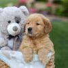Image of Gloria, a Golden Retriever puppy