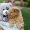 Image of Gloria, a Golden Retriever puppy