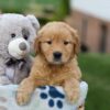 Image of Gloria, a Golden Retriever puppy