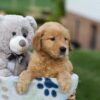 Image of Gloria, a Golden Retriever puppy