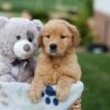 Image of Gloria, a Golden Retriever puppy