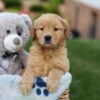 Image of Gloria, a Golden Retriever puppy