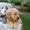 Image of Goldie, a Golden Retriever puppy