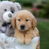 Image of Goldie, a Golden Retriever puppy