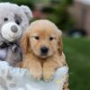 Image of Goldie, a Golden Retriever puppy