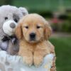 Image of Goldie, a Golden Retriever puppy