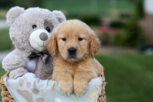 Image of Goldie, a Golden Retriever puppy