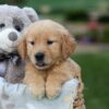 Image of Goldie, a Golden Retriever puppy