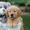 Image of Goldie, a Golden Retriever puppy